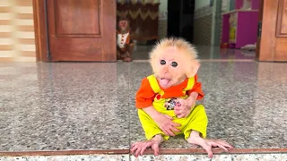 Too Cute! CUTIS Reacts to Baby Monkey’s Little Surprise