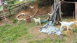10 Day Old Baby Goats Playing Together   Cutest Herd Moments! 💖🐑