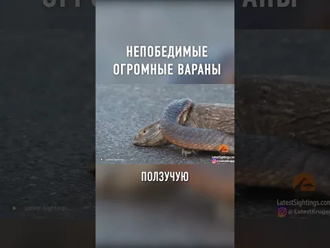 Этого Животного Боятся Даже ЗМЕИ #shorts