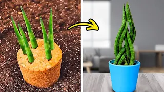Transforma tu espacio: Consejos simples de jardinería para principiantes ☘