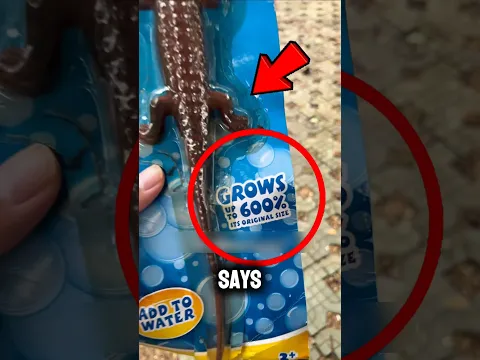 He Put a Tiny Crocodile Toy in Water... What Happened Next Was Unbelievable! 🐊