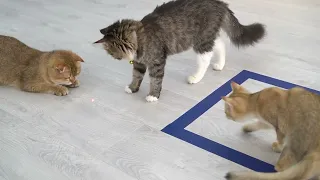 Cats' Hilarious Reactions to Tape | Aww Pets
