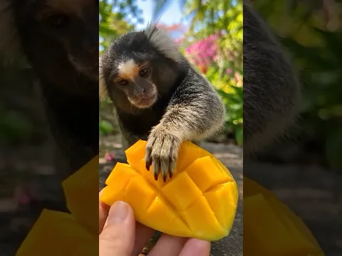 He Grabbed My Mango and Ran Away 😂🐒🥭