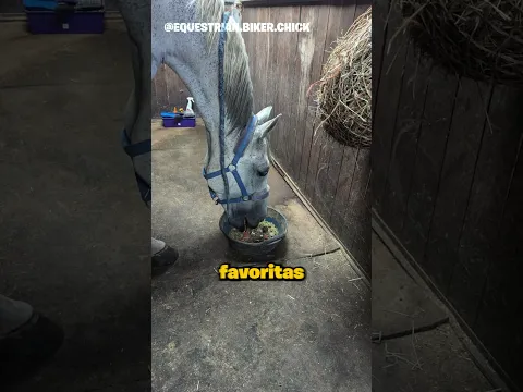 Últimos momentos con un caballo que nunca olvidará ❤️ #shorts