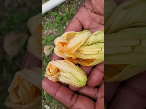 How to make pumpkin leaf flowers juice #NaturalHealing #HerbalRemedies