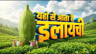 इलायची दुनिया का सबसे महँगा मसाला क्यों है? Cardamom Farming & Processing