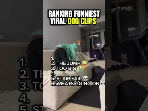 Ranking Funniest Viral Dog Clips #funny #dog #fail