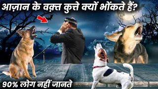 Azan Ke waqt Kutton Ke Bhonkne Ka Raaz? अज़ान के वक़्त कुत्ते क्यों रोता है  ? Hf Network