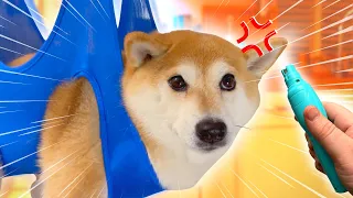Dramatic Shiba Screams in nail grooming MELTDOWN