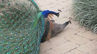  Beautiful Bird peacock dance peacock