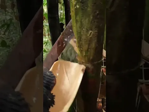 Bamboo stores water primarily in its culm (stem) tissues. They can hold significant amounts of water