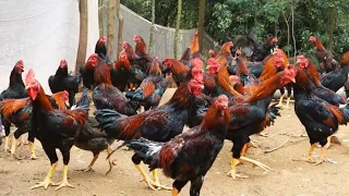 CARA SUKSES USAHA TERNAK AYAM KAMPUNG YANG CEPAT PANEN!