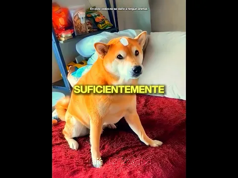 Dueños TESTEARON Hielo En Perros! 🐶❄️