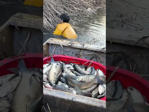 catch grass carp easily in water