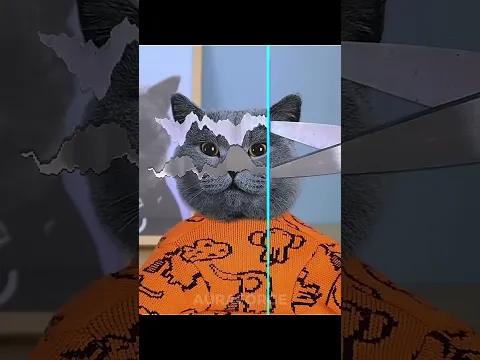Last Cat Gave The Side Eye | Cats Can't Time Warp