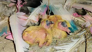 29 Din  kabutar ka baccha kitna badha hota hai By Muhammad ISMAIL Pigeons