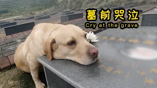 【我叫元小旦】導盲犬在爺爺墓前的行為，把我惹哭了，原來狗狗真能感覺主人離去