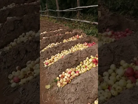 В дикой деревне людей нет)) #дача #сад #chat #fruit
