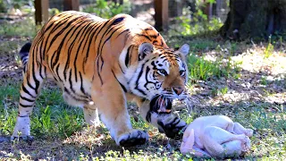 BIG Cats Get Turkey Time!!