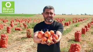 Təravətli tarladan, sərfəli Bravo-ya | Soğan