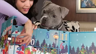 UNBOXING CALENDARIO DE ADVIENTO PARA PERRITOS (de costco)