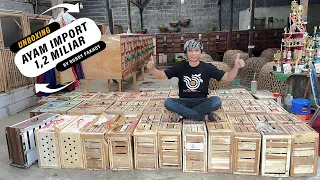UNBOXING KOLEKSI AYAM IMPORT 1,2 M