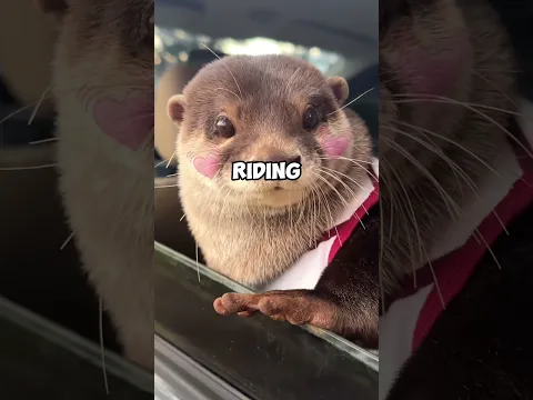 Otter greeting people❤️#shorts