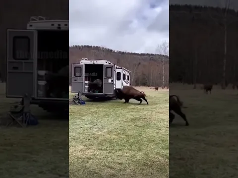 Seconds from Disaster: Man Dives into RV as Charging Bison Shatters Window in Yellowstone