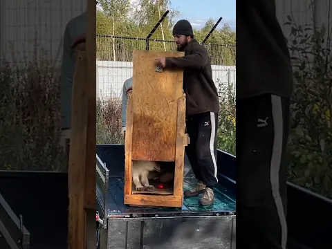 Выпускаем на свободу АРКТИЧЕСКОГО 🐺