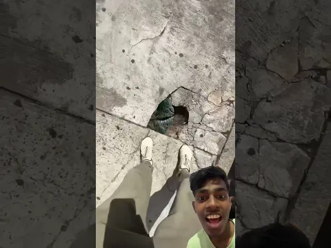 share this video with your friend 🤣😂 #gorilla #camila #zoo ￼