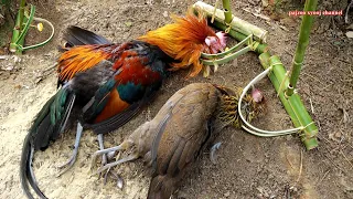 สาวดอย Make amazing chicken traps like no other hunting
