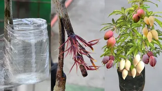Water Air-Layring On Mango Plant/ 100/- Success Result
