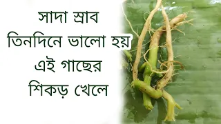 সাদা স্রাব তিনদিনে ভালো হয়, এই গাছের শিকড় খেলে