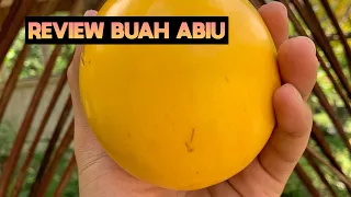 REVIEW BUAH ABIU | SAWO DARI AUSTRALIA