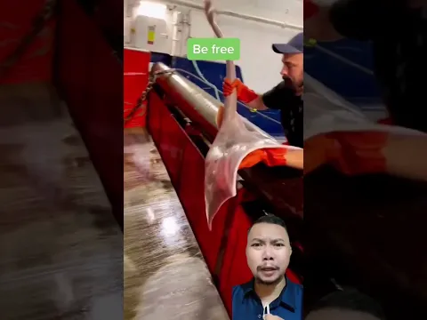 IKAN PARI AKHIRNYA DI BEBASKAN #shorts