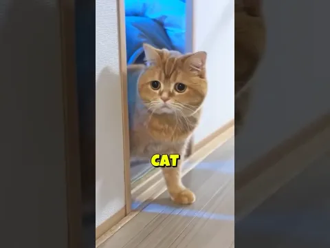 This cat is so smart 😺❤️