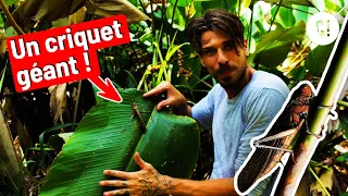 LE PLUS GROS criquet que t'aies JAMAIS VU ! 😱 ft. @AMDE