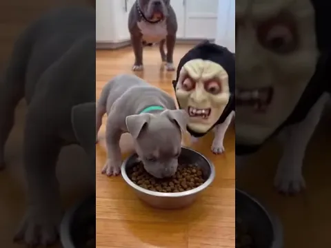 Chihuahua prank on Rottweiler dog |Chihuahua videos | Dog Videos | pet videos | Funny video #shorts