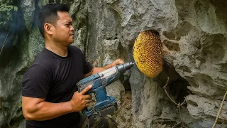 Exploiting giant honey bee nests in caves | Tropical Forest Bees #honey #bees