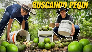 Fui Buscar Pequi com Meu Irmão Achando Que Era Fácil 😂