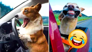 Funny And Cute Animal Videos That Will Make You Happy 😹😻