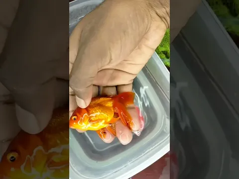 একুরিয়ামের সব চেয়ে সুন্দর মাছটা শেষ হয়ে গেল 😥 #vairal