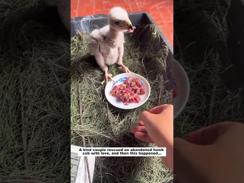 Rescue Hawk Cub #animals #wildliferescue #lovestory #rescue #wildlife #animalrescue#birds #hawk