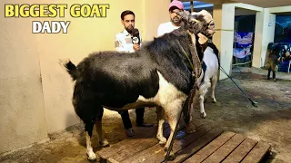 Biggest Kota Goat In Millat Nagar At Mohsin Goat’s