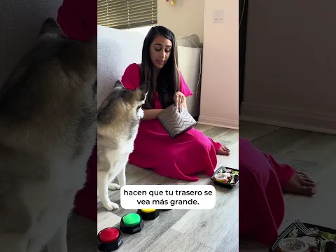 Sapphie la pomsky como una Chica Pesada 🩷