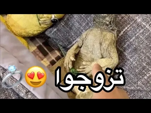 حفلة زواج الضب 💍😂 ( part 2 ) | wedding uromastyx