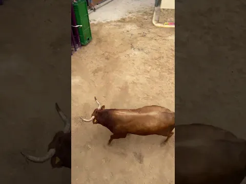 ¡Toro cerril en Costur! (¡Qué agresivo!) #toro #costur