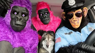 Kakoa's Funny Car Ride Chases Compilation!