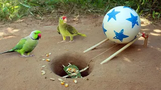 New Creative Unique Bird Trap Using Small Plastic Ball - Rolling Parrot Trap in Hole