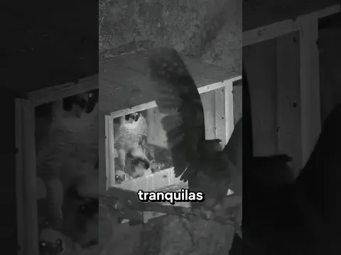 Búho Cobra Venganza De Halcón